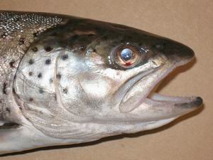 Atlantic Salmon picture
