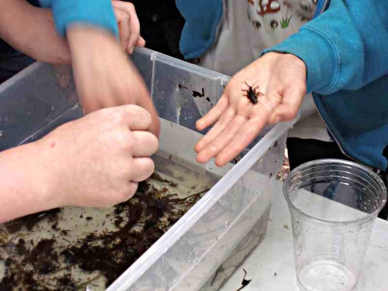 Students around the bug table