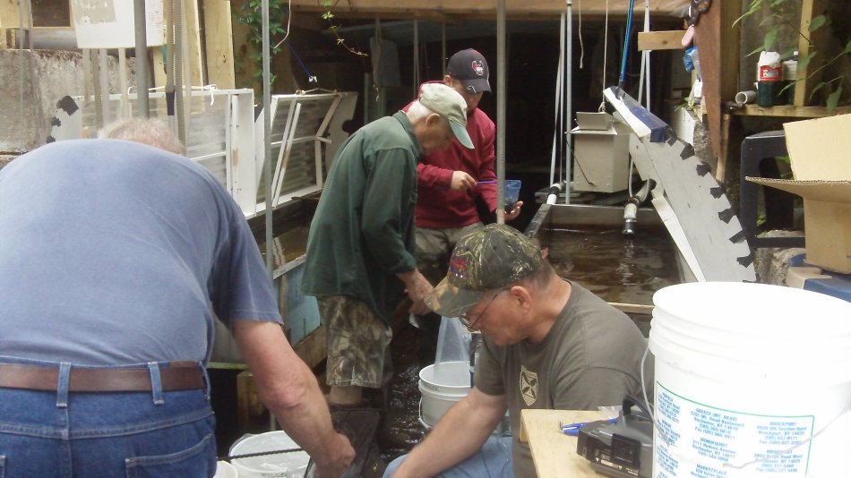 Packaging the salmon