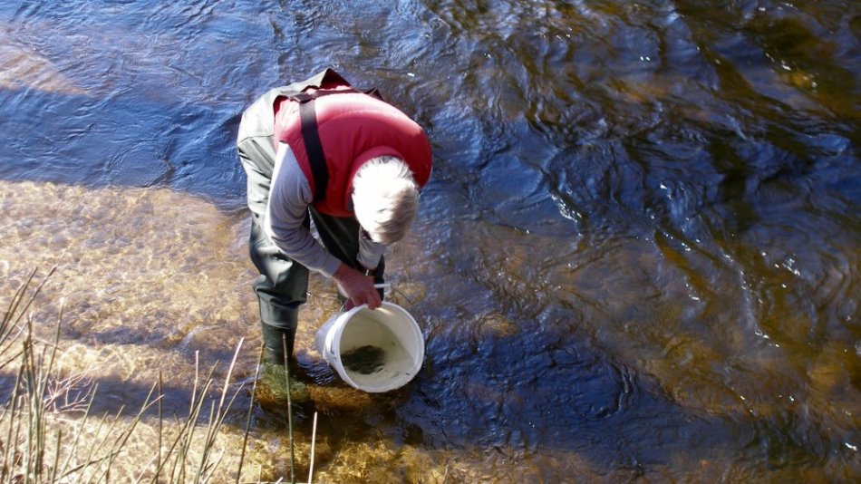 fish being stocked